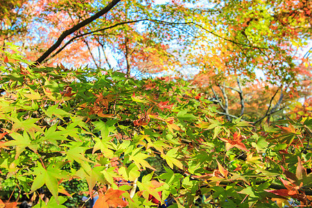 日本秋季秋天期间的多彩叶和树木森林植物太阳天空阳光彩虹太阳光公园花园丛林图片