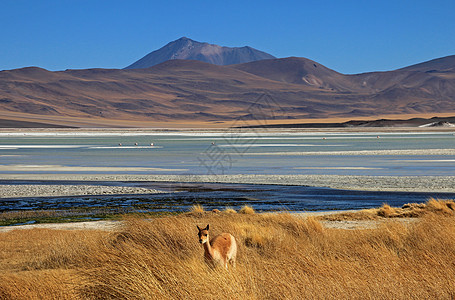 智利阿塔卡马沙漠的维库纳图片
