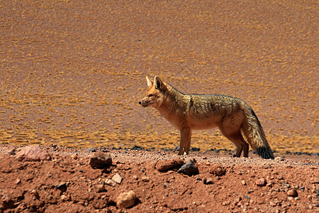 安第斯狐狸 也被称为 智利阿塔卡马沙漠公园野生动物红狐火山食肉过失猎人毛皮水果森林图片