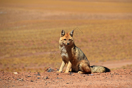 安第斯狐狸 也被称为 智利阿塔卡马沙漠野生动物毛皮动物公园拉丁食肉森林国家水果红狐图片