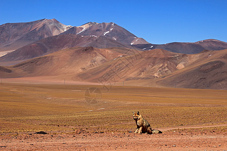 安第斯狐狸 也被称为 智利阿塔卡马沙漠食肉公园火山拉丁野生动物捕食者水果动物猎人过失图片