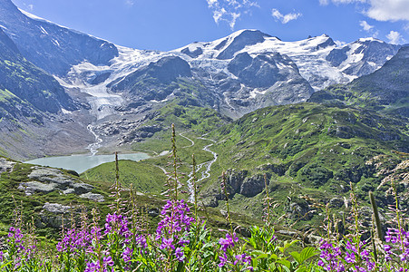瑞士 欧洲山脉花朵图片