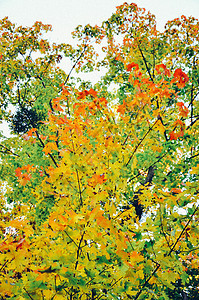 秋叶树叶背景森林叶子风景环境植物橙子阳光植物群天空季节图片