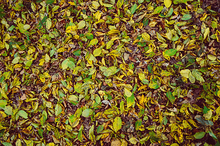五颜六色的秋天树叶背景橡木叶子花园植物边界公园橙子季节金子地面图片