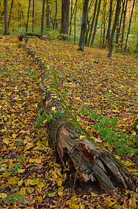树干里有秋叶 在树林中黄色森林林地叶子绿色植物日志风景季节公园图片