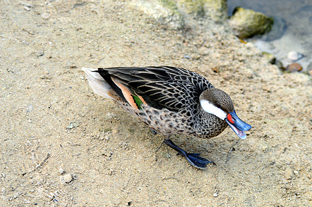 Mallard 鸭子步行图片