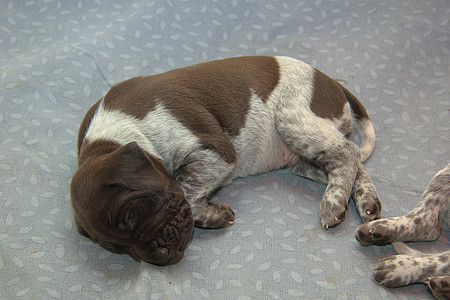 德国短头发指针小狗棕色猎狗母亲犬类家庭婴儿动物新生垃圾宠物图片