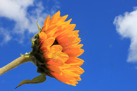 向日葵接近天空黄色绿色棕色蓝色花瓣阳光叶子太阳植物图片