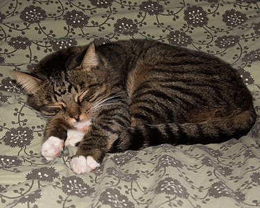 猫 沙发上休息的猫 背景模糊 可爱有趣的猫特写 家猫 放松的猫 猫休息 猫在家玩耍 优雅的猫图片