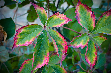 秋叶树枝 野葡萄红叶 绿绿色背景模糊花园晴天森林墙纸阳光植物群藤蔓荒野植物学宏观图片