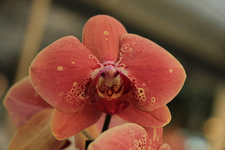 花兰花花朵粉色植物群兰花绿色白色花瓣植物热带情调图片