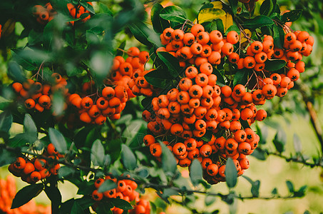 树上闪亮的红色皮拉干萨浆果宏观衬套植物水果季节园艺植物群植物学叶子花园图片