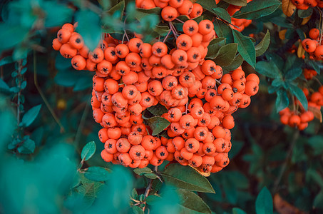 树上闪亮的红色皮拉干萨浆果衬套植物种子花园季节叶子园艺植物群宏观水果图片