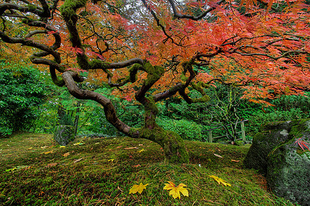 秋秋的日美花树苔藓植物岩石叶子图片