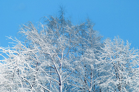 覆盖积雪的树枝白色木头天空层儿蓝色森林新年枝条天气图片