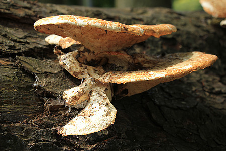 木制蘑菇树桩植物群模具生长绿色森林褐色树叶食物宏观图片