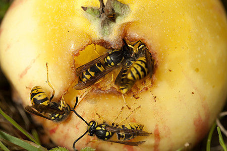 苹果黄蜂水果黄色食物动物群宏观昆虫动物团体图片