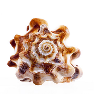 白色背景上孤立的独一海马螺壳图片