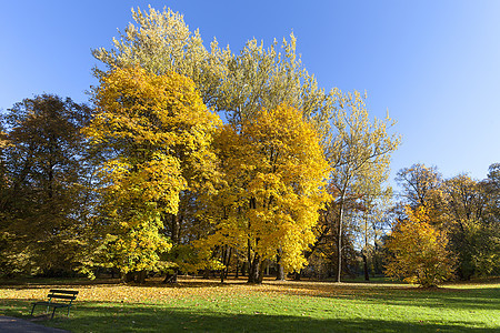 秋天在公园 多彩的树季节天空长椅树叶季节性植物黄色绿色叶子森林图片