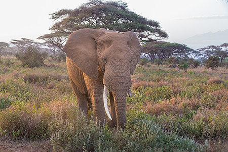 肯尼亚安博塞利国家公园的大象野生动物象牙公园哺乳动物大草原生态天空季节旅行食草图片