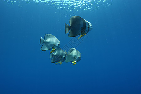 巴布亚新几内亚 太平洋奥塞亚群岛a海景风景盐水勘探热带荒野潜水活动蓝色环境图片