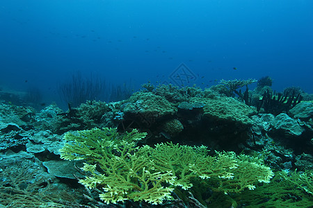 巴布亚新几内亚 太平洋奥塞亚群岛a环境风景场景气候生活野生动物游泳海洋盐水荒野图片