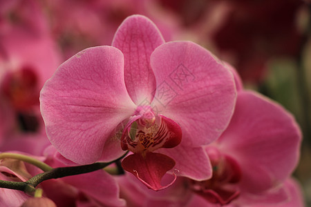 花兰花绿色异国白色情调热带兰花花朵植物花瓣植物群图片