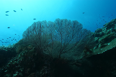 巴布亚新几内亚 太平洋奥塞亚群岛a游泳环境海洋野生动物蓝色气候潜水冒险旅行荒野图片