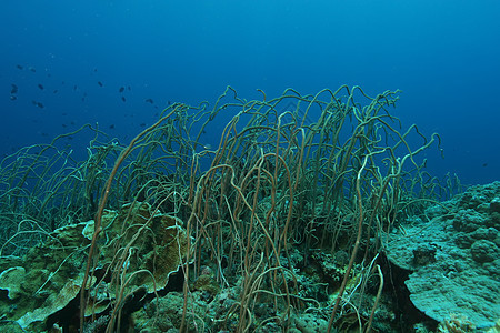 巴布亚新几内亚 太平洋奥塞亚群岛a生活盐水风景海景气候潜水荒野勘探旅游海洋图片