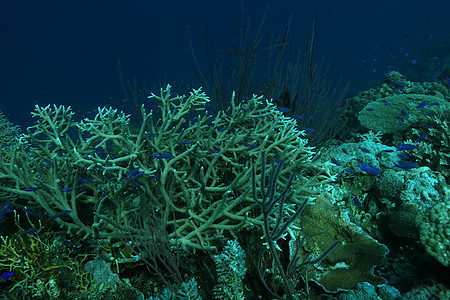 巴布亚新几内亚 太平洋奥塞亚群岛a蓝色游泳气候勘探珊瑚旅游野生动物环境海洋荒野图片