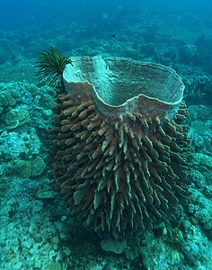 巴布亚新几内亚 太平洋奥塞亚群岛a活动气候生活游泳荒野场景环境风景冒险热带图片