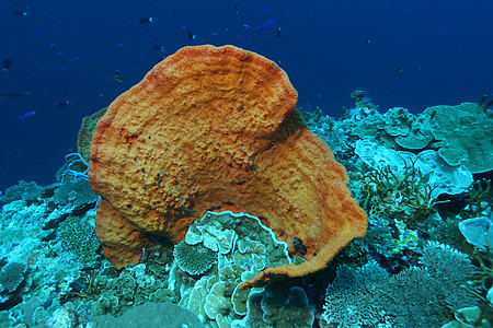 巴布亚新几内亚 太平洋奥塞亚群岛a活动潜水海景珊瑚蓝色气候环境荒野风景旅游图片