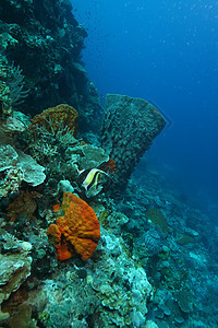 巴布亚新几内亚 太平洋奥塞亚群岛a旅游风景热带海洋荒野生活环境海景游泳气候图片