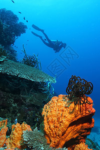 巴布亚新几内亚 太平洋奥塞亚群岛a风景环境勘探生活游泳热带气候场景海洋潜水图片