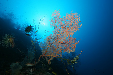 巴布亚新几内亚 太平洋奥塞亚群岛a潜水假期场景环境游泳蓝色冒险热带野生动物海景图片