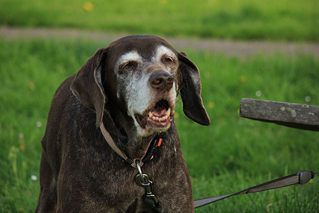 高级德国短头发指针女犬类宠物短毛灰色老年女性棕色医学背景图片