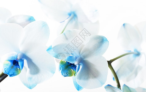 蓝色兰花 特写香味白色花园热带花朵植物花瓣摄影脆弱性植物学背景