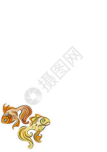 两条程式化的金鱼在白色背景上的插图欲望动物大眼睛淡水水族馆游泳鲤鱼女性鲫鱼金子图片