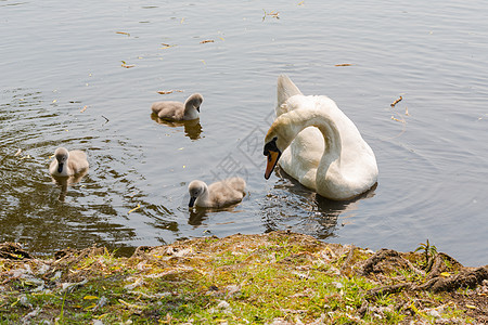 年轻天鹅和母亲在湖中游泳小号家庭海浪公园童年生活幸福荒野团体动物图片