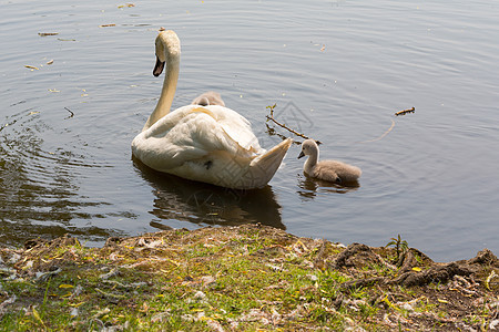 年轻天鹅和母亲在湖中游泳生活荒野父母团体小号幸福父亲公园童年青年图片
