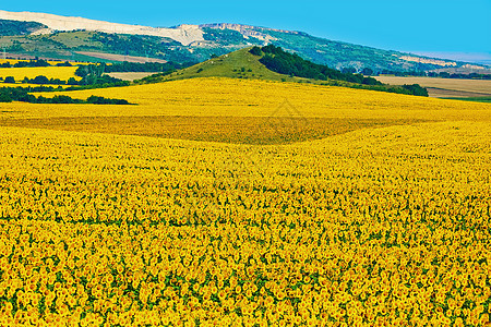 保加利亚向日葵田农村植物田园环境地区耕地面积繁荣畜牧业花朵图片