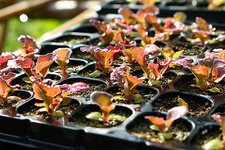 种子托盘特写时的红色生菜土壤绿色播种生长植物沙拉发芽蔬菜温室农业图片