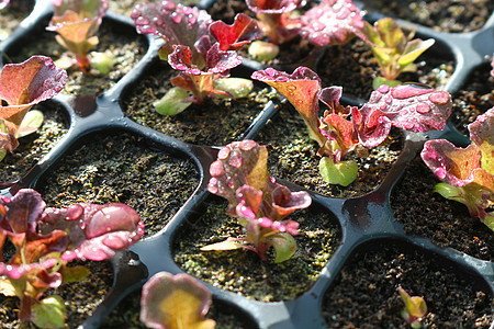 种子托盘特写时的红色生菜蔬菜叶子土壤幼苗发芽生活植物园艺沙拉播种图片