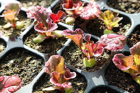 种子托盘特写时的红色生菜沙拉园艺蔬菜温室土壤生活幼苗播种植物生长图片