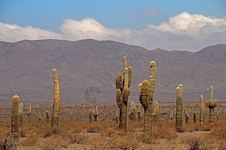 Cactus森林 阿根廷卡奇卡迪阿卡多斯国家公园山脉风景缓存历史高度旅游天空遗产沙漠普纳图片