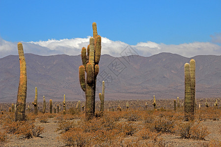 Cactus森林 阿根廷卡奇卡迪阿卡多斯国家公园风景世界干旱文化遗产天空历史普纳山谷国家图片