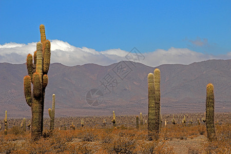 Cactus森林 阿根廷卡奇卡迪阿卡多斯国家公园普纳公园文化高度蓝色世界山谷山脉拉丁风景图片