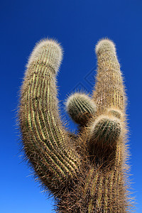 Cactus森林 阿根廷卡奇卡迪阿卡多斯国家公园旅行天空拉丁遗产公园普纳文化山脉历史山谷图片