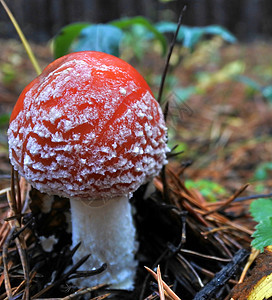 森林里美丽的斑点红蘑菇很高兴红色叶子季节植物地面地球危险宏观绿色橙子图片
