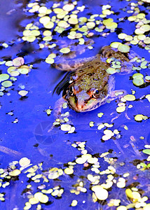 湖里的青蛙 看摄影师环境游泳沼泽两栖动物太阳眼睛生物学花园动物杂草图片